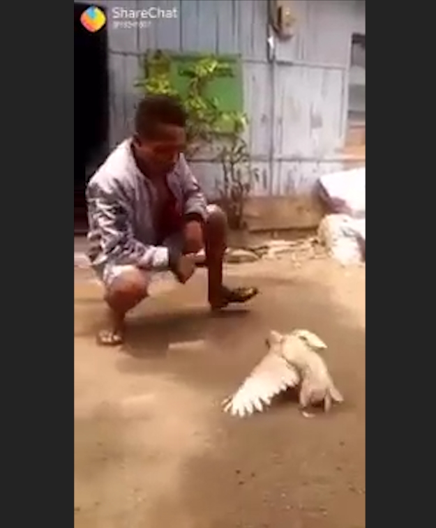 사육사의 손 짓에 맞춰 앞구르기 하는 ‘똑똑한 닭’ 모습(유튜브 영상 캡처)