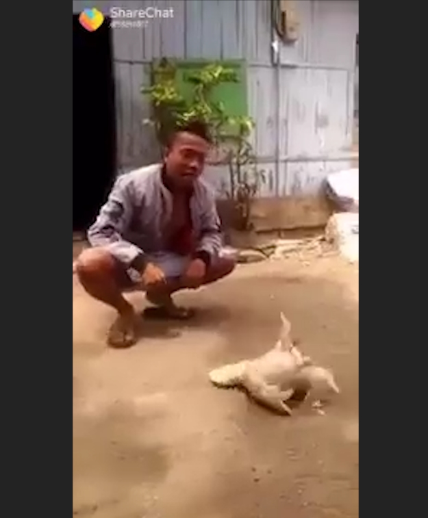 사육사의 손 짓에 맞춰 앞구르기 하는 ‘똑똑한 닭’ 모습(유튜브 영상 캡처)