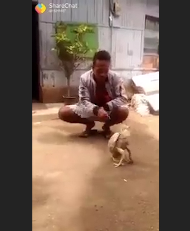 사육사의 손 짓에 맞춰 앞구르기 하는 ‘똑똑한 닭’ 모습(유튜브 영상 캡처)