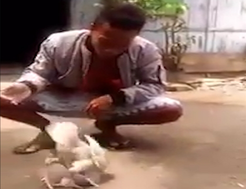 사육사의 손 짓에 맞춰 앞구르기 하는 ‘똑똑한 닭’ 모습(유튜브 영상 캡처)