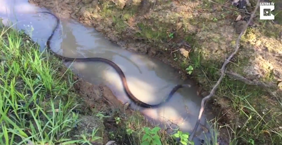 치명적인 독뱀인‘타이판(Taipan) 스네이크’ 모습(유튜브 영상 캡처)