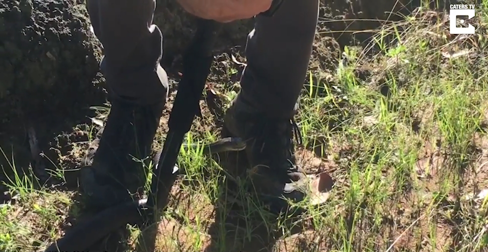 치명적인 독뱀인‘타이판(Taipan) 스네이크’ 모습(유튜브 영상 캡처)