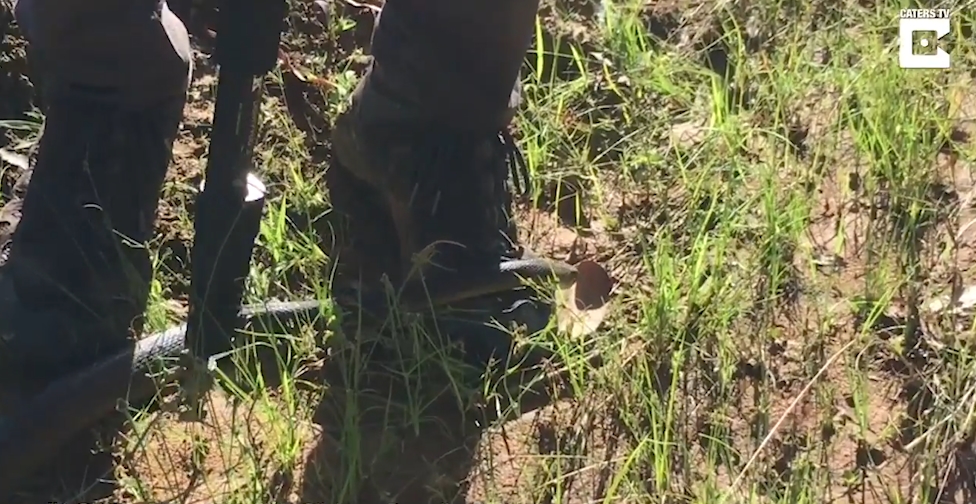 치명적인 독뱀인‘타이판(Taipan) 스네이크’ 모습(유튜브 영상 캡처)