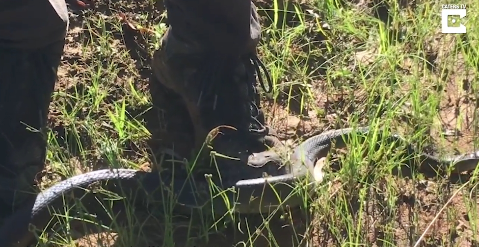 치명적인 독뱀인‘타이판(Taipan) 스네이크’ 모습(유튜브 영상 캡처)