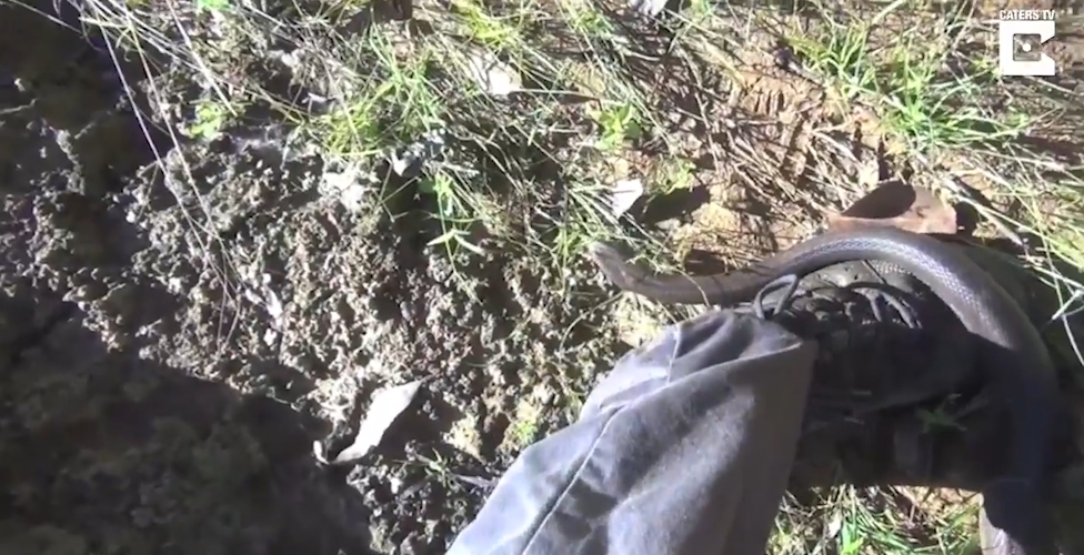 치명적인 독뱀인‘타이판(Taipan) 스네이크’ 모습(유튜브 영상 캡처)