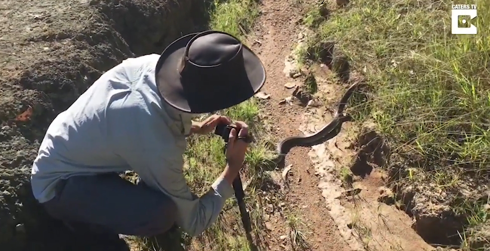 치명적인 독뱀인‘타이판(Taipan) 스네이크’ 모습(유튜브 영상 캡처)