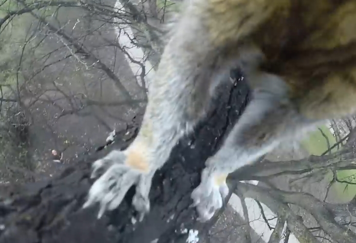 고프로 절도범 다람쥐의 ‘1인칭 도주 영상’ 모습(유튜브 영상 캡처)