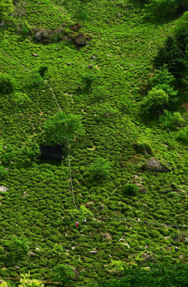 화개면 모암마을 주변 산자락에 넓게 펼쳐져 있는 야생 차밭.