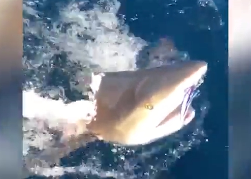 동족 상어에게 물려 몸 절반이 날아간 상어 모습(유튜브 영상 캡처)