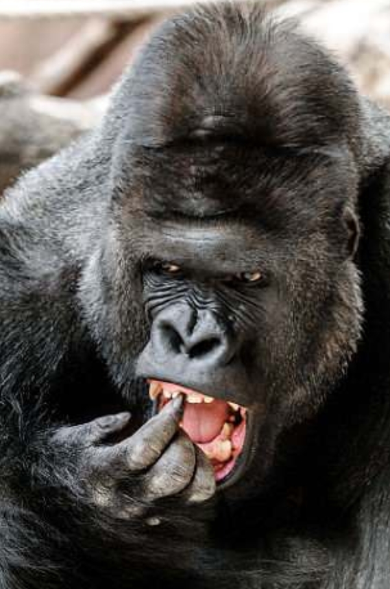 포토제닉 고릴라 리차드의 화려한 모델 능력 모습(유튜브 영상 캡처)