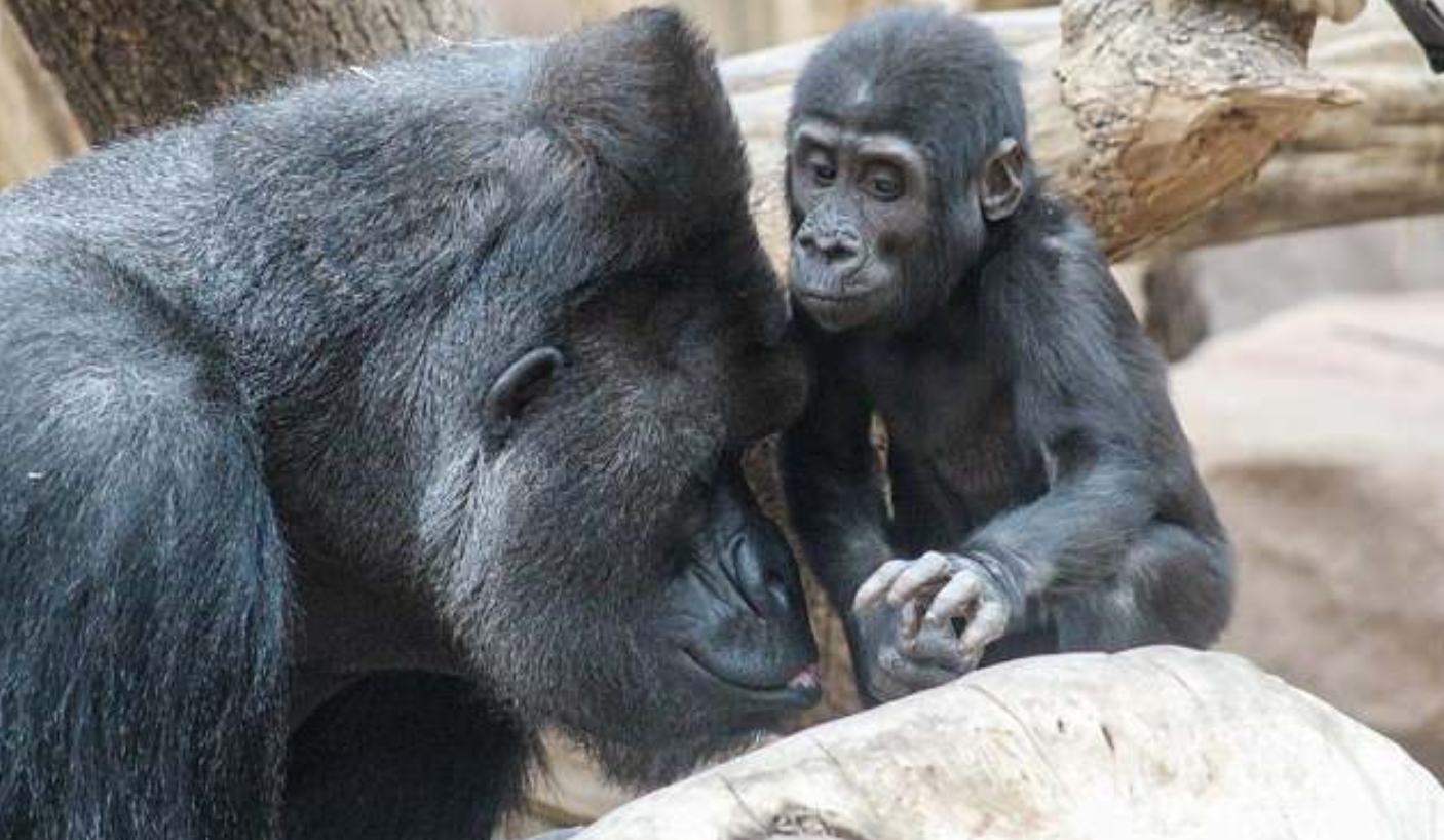 포토제닉 고릴라 리차드의 모델 능력 모습(유튜브 영상 캡처)