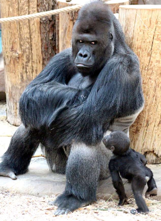 포토제닉 고릴라 리차드의 모델 능력 모습(유튜브 영상 캡처)