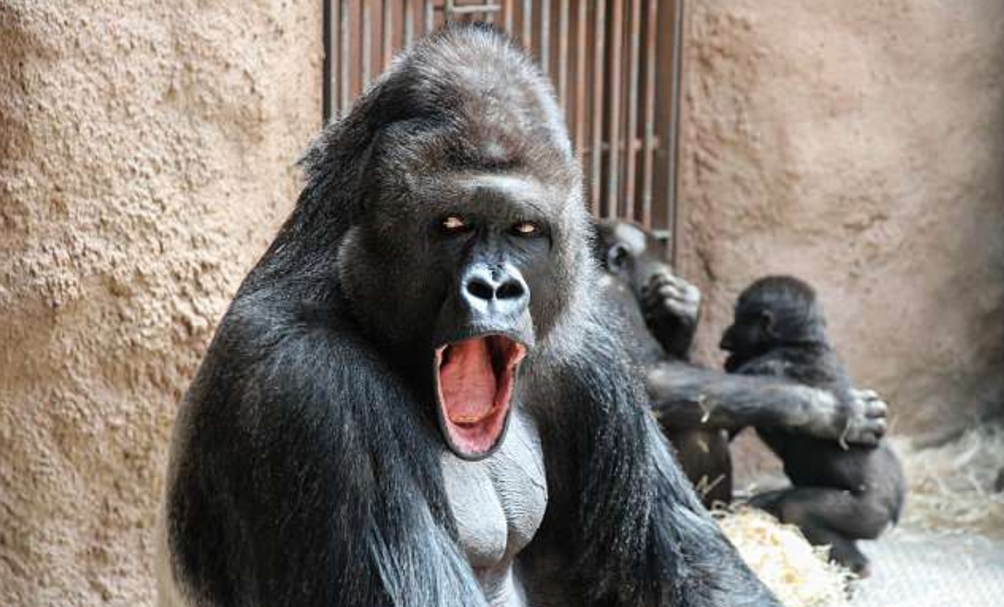 포토제닉 고릴라 리차드의 모델 능력 모습(유튜브 영상 캡처)