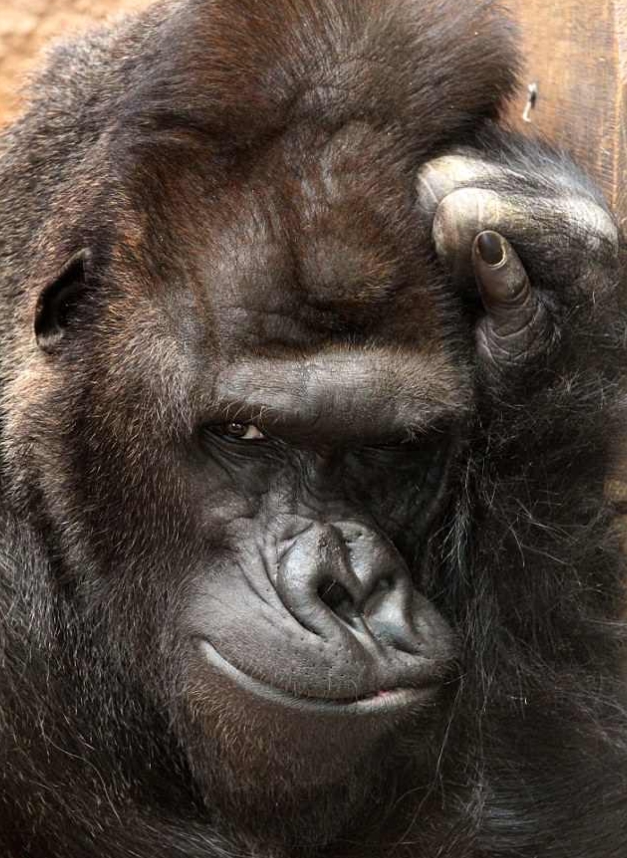 포토제닉 고릴라 리차드의 모델 능력 모습(유튜브 영상 캡처)