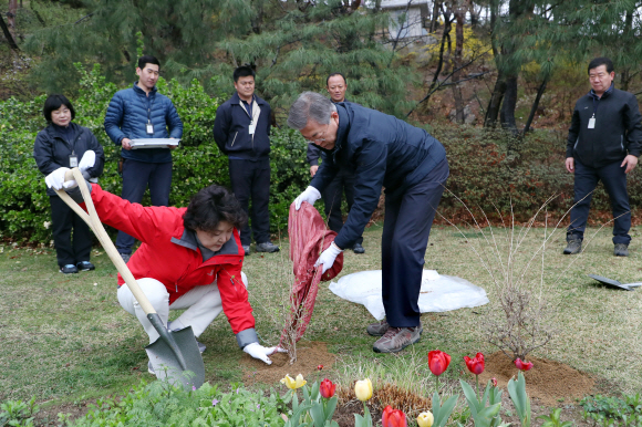 문재인 대통령과 김정숙 여사가 식목일을 맞이해 관저에 미선나무를 함께 심고 있다.18.4.5 청와대제공