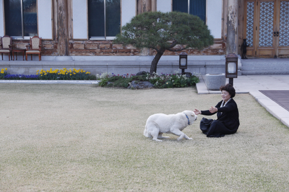 김정숙 여사가 관저 마당에서 반려견 마루와 함께 즐거운 시간을 보내고 있다.18.4.4 청와대제공