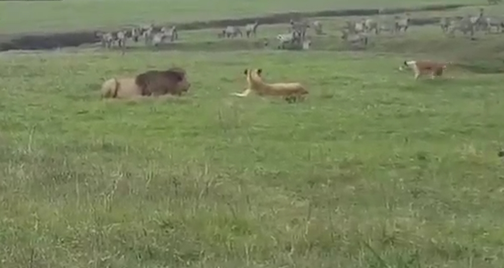 겁없이 사자에게 덤비는 개 모습(유튜브 영상 캡처)