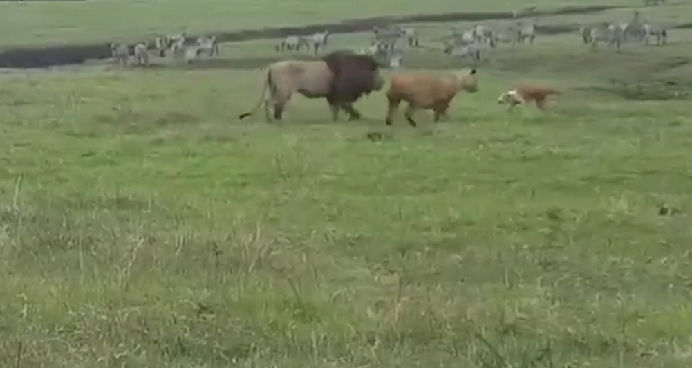 겁없이 사자에게 덤비는 개 모습(유튜브 영상 캡처)