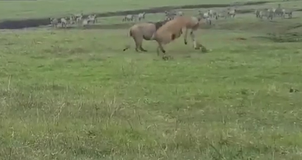 겁없이 사자에게 덤비는 개 모습(유튜브 영상 캡처)