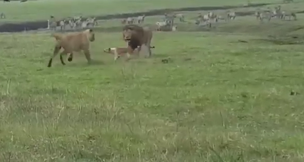 겁없이 사자에게 덤비는 개 모습(유튜브 영상 캡처)