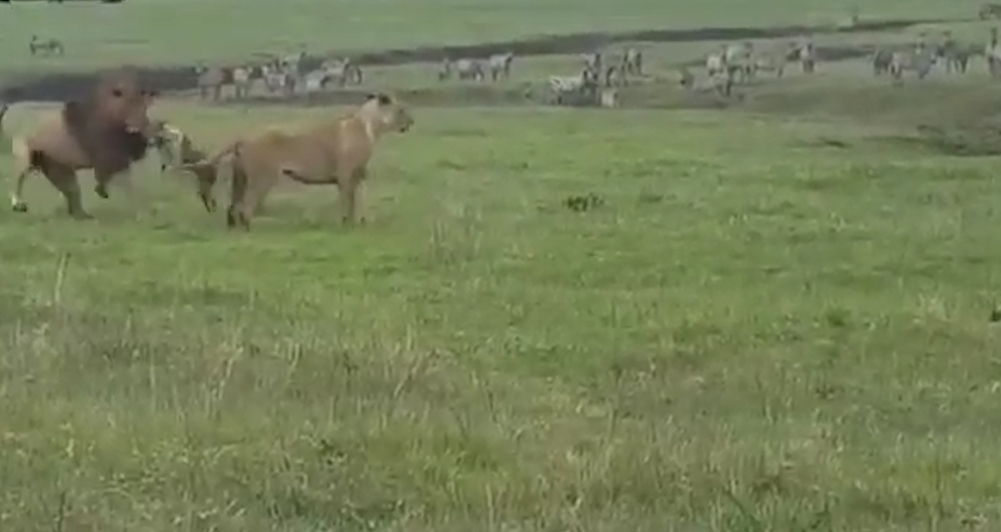 겁없이 사자에게 덤비는 개 모습(유튜브 영상 캡처)