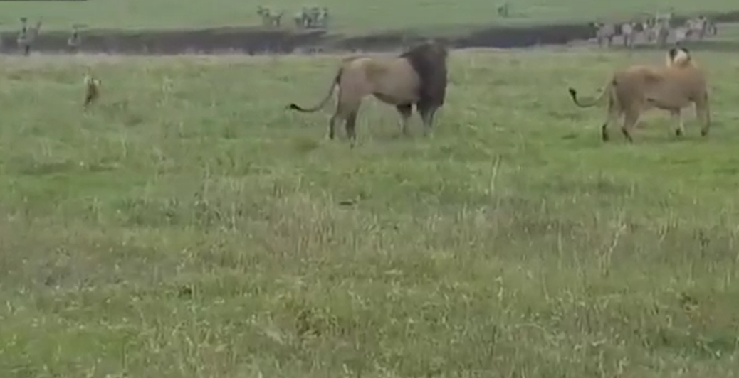 겁없이 사자에게 덤비는 개 모습(유튜브 영상 캡처)