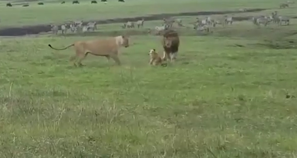 겁없이 사자에게 덤비는 개 모습(유튜브 영상 캡처)