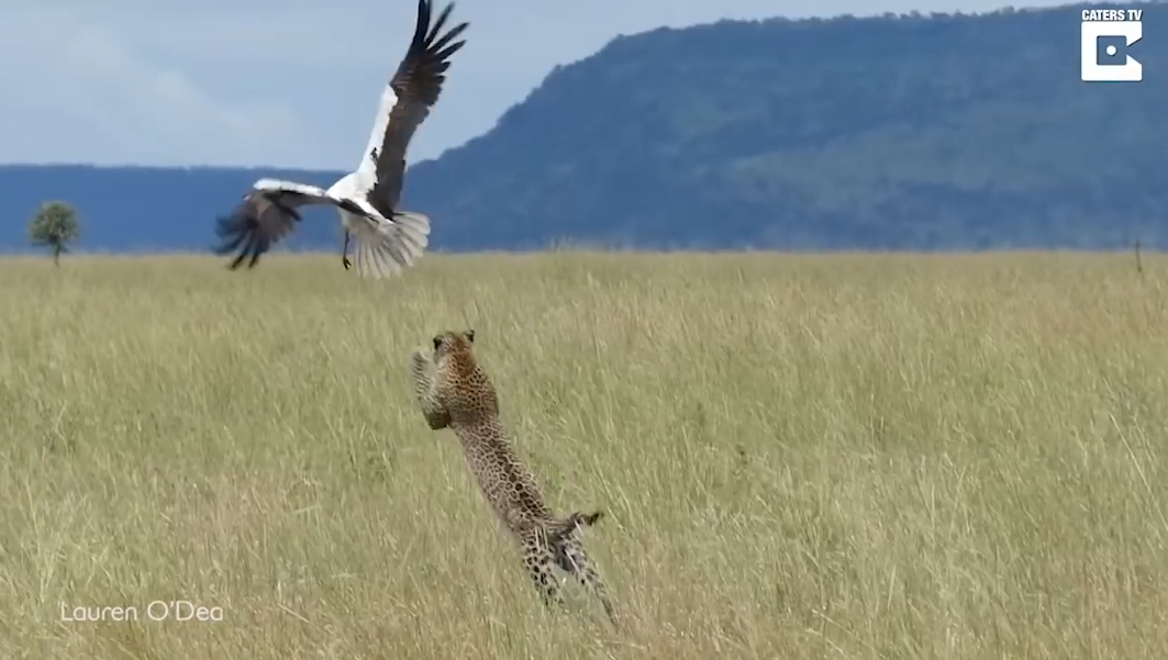 황새를 잡기 위해 공중으로 날아오르는 표범 모습(유튜브 영상 캡처)