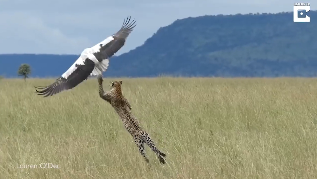 황새를 잡기 위해 공중으로 날아오르는 표범 모습(유튜브 영상 캡처)