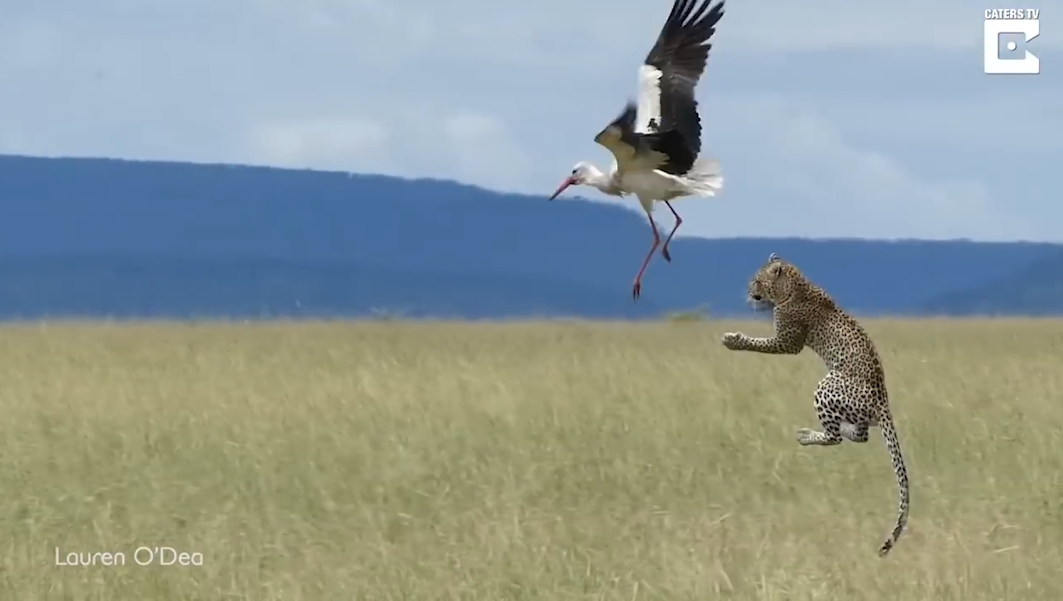 황새를 잡기 위해 공중으로 날아오르는 표범 모습(유튜브 영상 캡처)