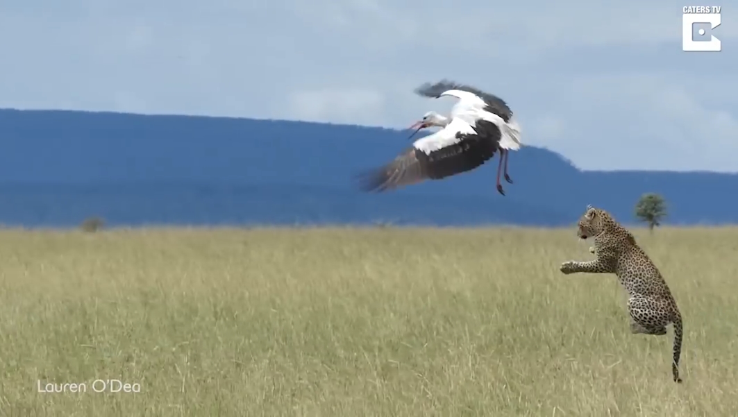황새를 잡기 위해 공중으로 날아오르는 표범 모습(유튜브 영상 캡처)