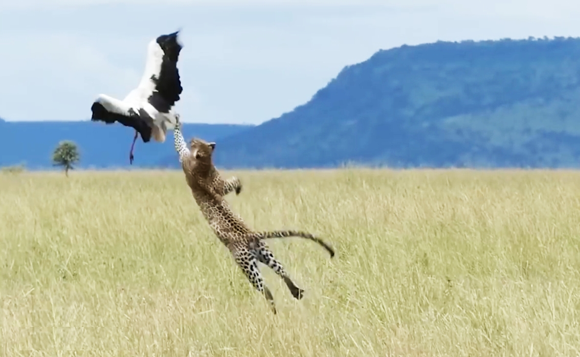 황새를 잡기 위해 공중으로 날아오르는 표범 모습(유튜브 영상 캡처)