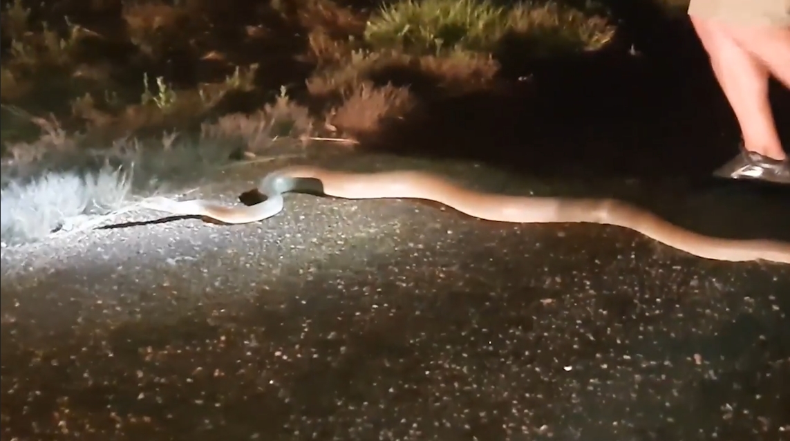 도로 위에 나타난 뱀을 잡고 야생으로 돌려 보내기 전에 힘자랑 하는 남성의 모습(유튜브 영상 캡처)