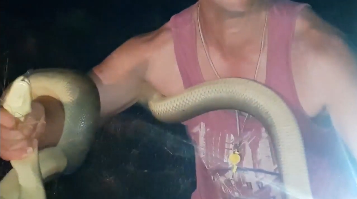 도로 위에 나타난 뱀을 잡고 야생으로 돌려 보내기 전에 힘자랑 하는 남성의 모습(유튜브 영상 캡처)