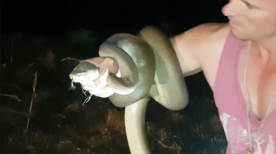 도로 위에 나타난 뱀을 잡고 야생으로 돌려 보내기 전에 힘자랑 하는 남성의 모습(유튜브 영상 캡처)