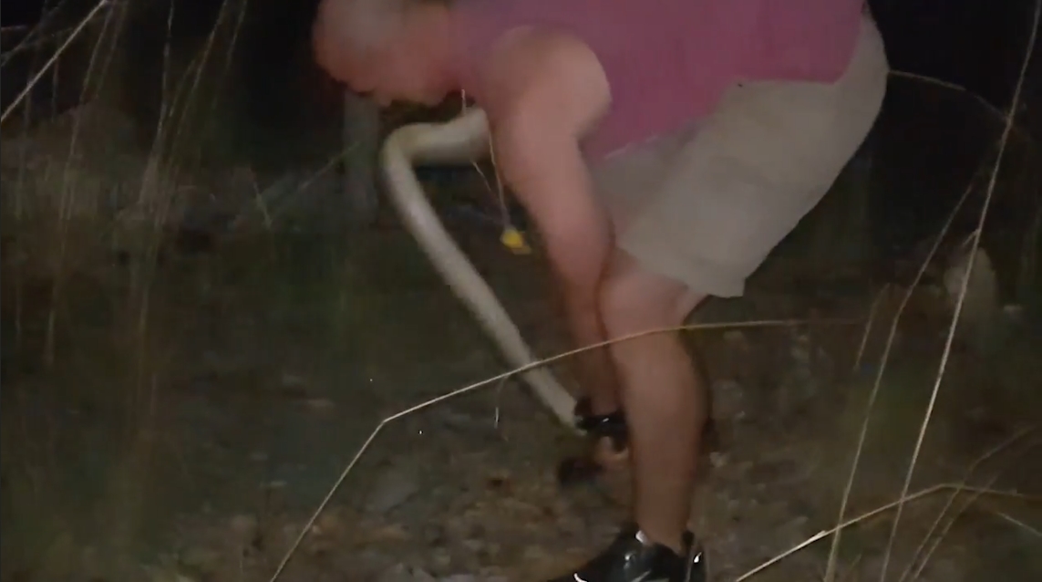 도로 위에 나타난 뱀을 잡고 야생으로 돌려 보내기 전에 힘자랑 하는 남성의 모습(유튜브 영상 캡처)