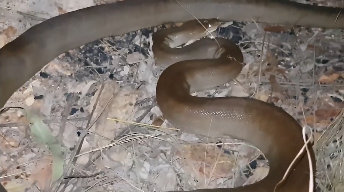 도로 위에 나타난 뱀을 잡고 야생으로 돌려 보내기 전에 힘자랑 하는 남성의 모습(유튜브 영상 캡처)