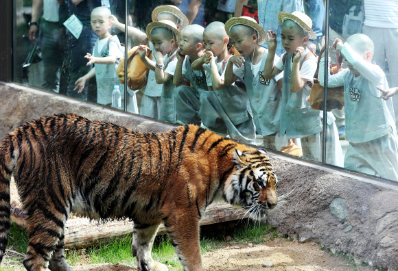 석가탄신일을 일주일 앞둔 15일 오후 경기도 용인시 에버랜드를 찾은 조계사 ’단기 출가 보리수 새싹학교’ 동자승들이 타이거 밸리에서 호랑이를 보며 신기해하고 있다.  연합뉴스