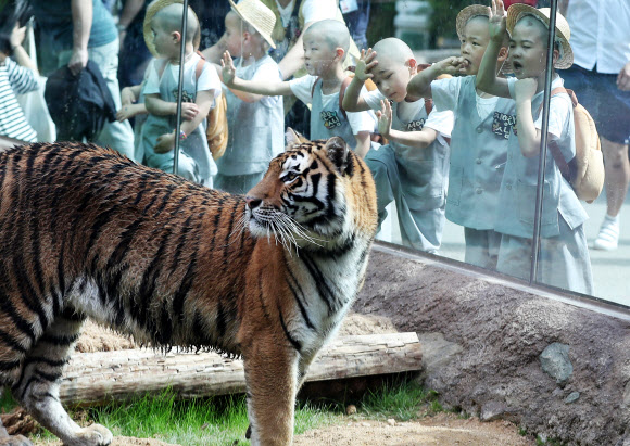 석가탄신일을 일주일 앞둔 15일 오후 경기도 용인시 에버랜드를 찾은 조계사 ’단기 출가 보리수 새싹학교’ 동자승들이 타이거 밸리에서 호랑이를 보며 신기해하고 있다.  연합뉴스