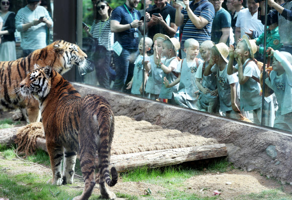 석가탄신일을 일주일 앞둔 15일 오후 경기도 용인시 에버랜드를 찾은 조계사 ’단기 출가 보리수 새싹학교’ 동자승들이 타이거 밸리에서 호랑이를 보며 신기해하고 있다.  연합뉴스