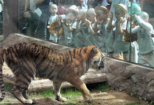 석가탄신일을 일주일 앞둔 15일 오후 경기도 용인시 에버랜드를 방문한 대한불교조계종 조계사 동자승들이 호랑이를 관찰하며 즐거운 시간을 보내고 있다.  뉴스1
