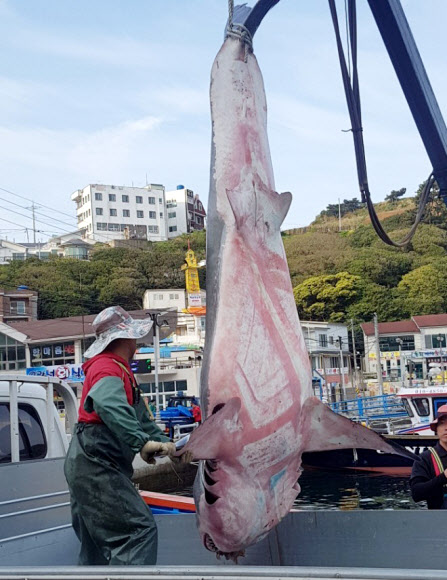 거제 앞바다서 잡힌 4m 짜리 상어