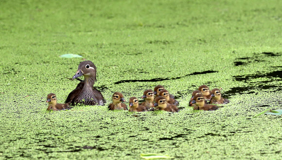 엄마따라 졸졸졸