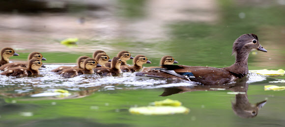 엄마따라 졸졸졸