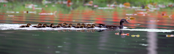 잘 따라오렴 아가들