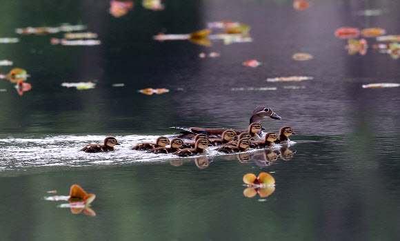 나들이 나온 원앙가족