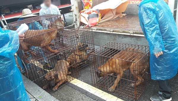 케어는 지난 16일 오후 한국육견단체협의회가 서울 여의도에서 ‘생존권 보장 촉구’ 집회를 열면서  여섯 마리의 개를 인질처럼 동원했다고 주장했다. (사진제공=케어)