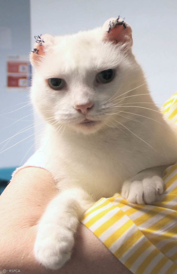 귀 피부암 진단을 받고 부분 피넥토미(pinnectomy) 수술을 받은 고양이 바비.