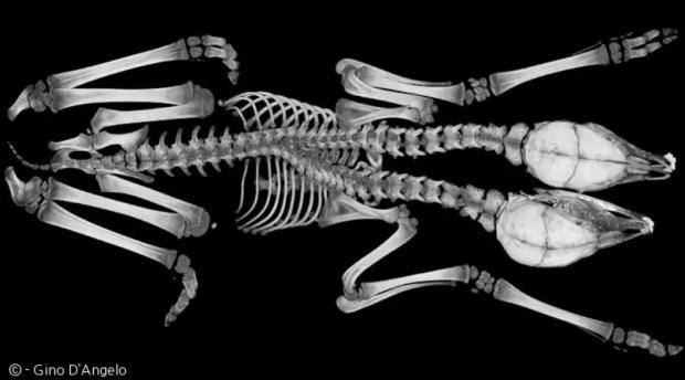 흰꼬리사슴 쌍둥이의 CT 스캔 사진.  [출처: 미네소타 대학]