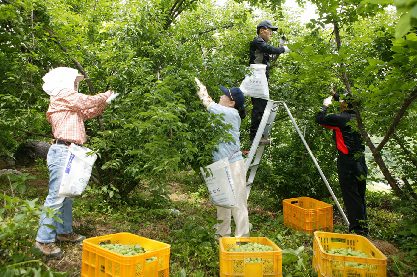 매실 수확  전남 광양에서 주민들이 매실을 수확하고 있다.<br>광양시 제공